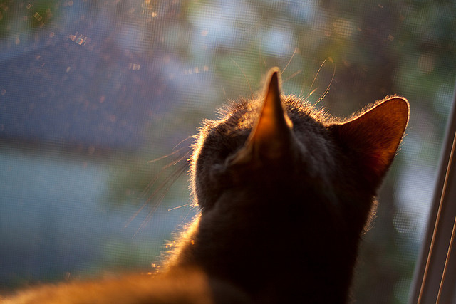 爱游戏官方网站入口登录-“青春逐梦”青少年篮球文化节在福州精彩开幕，推广体育文化，福建青少年篮球赛